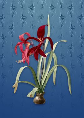 Sprekelia on Bahama Blue