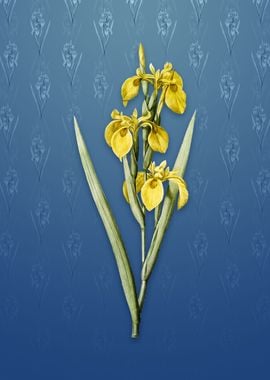 Irises on Bahama Blue