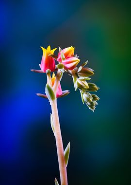 Echeveria succulent