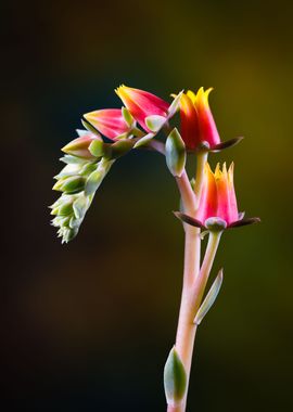 Echeveria succulent