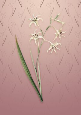 Gladiolus Cuspidatus