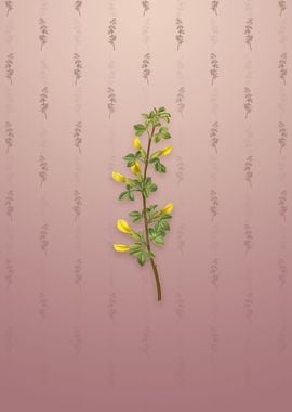 Vintage Common Cytisus