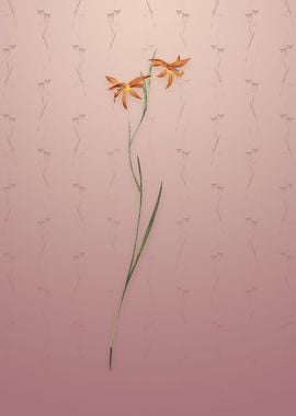 Gladiolus Watsonius