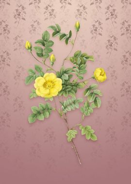 Yellow Sweetbriar Rose