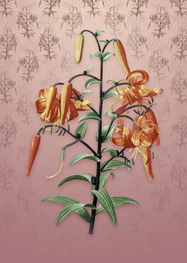 Tiger Lily on Dusty Pink