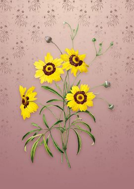 Vintage Coreopsis Elegans