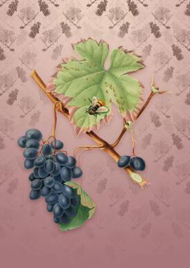 Vintage Barbera Grape