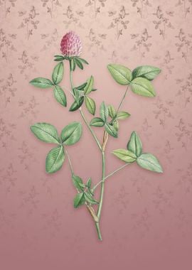 Vintage Pink Clover