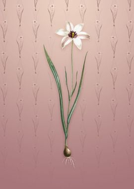 Lady Tulip on Dusty Pink