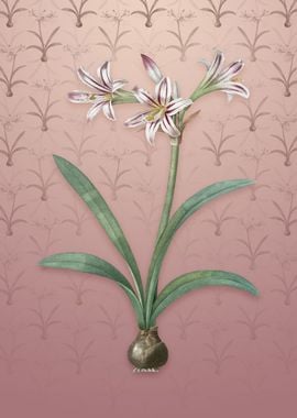 Amaryllis on Dusty Pink