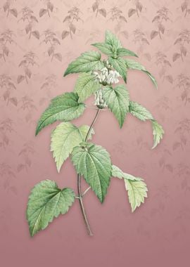 White Dead Nettle Plant