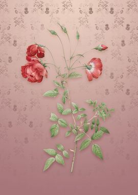 Red Rose on Dusty Pink