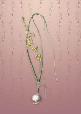 Albuca on Dusty Pink