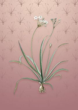 Vintage Allium Fragrans