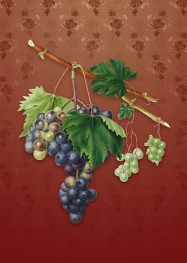 Vintage Grape from Ischia