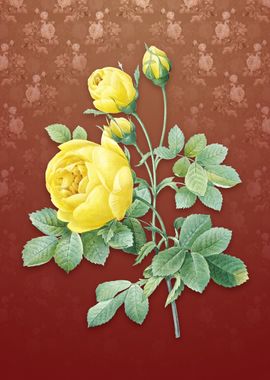 Vintage Yellow Rose on Red