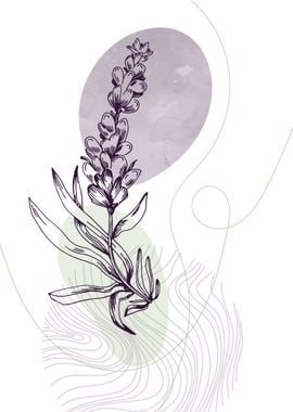 Lavender Botanical Nordic