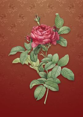 Vintage Red Gallic Rose