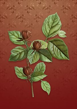 Carolina Allspice Flower