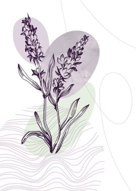 Lavender Botanical Nordic