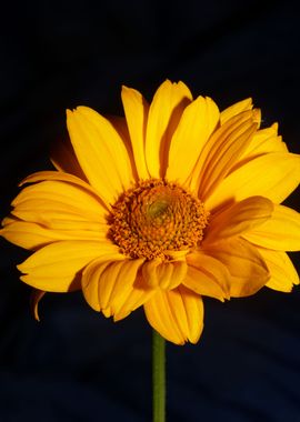 Yellow flower blossoming