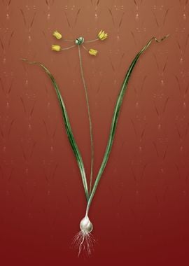 Allium Scorzonera Folium