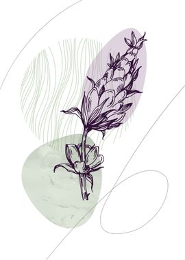 Lavender Botanical Nordic