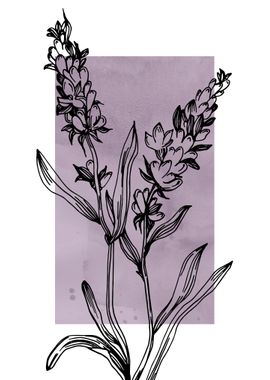 Lavender Botanical Nordic