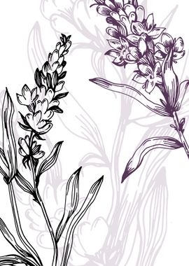 Lavender Botanical Nordic