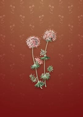 Vintage Crucianella Flower