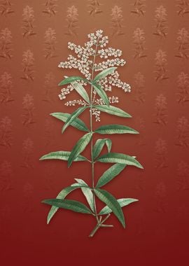 Vintage Lemon Verbena