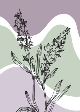 Lavender Botanical Nordic