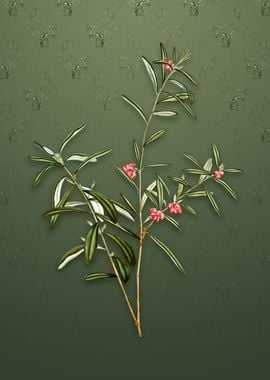 Vintage Bog Rosemary Bush