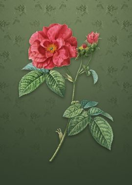 Vintage Apothecary Rose