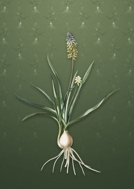 Muscari Ambrosiacum