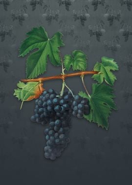 Vintage Lacrima Grapes