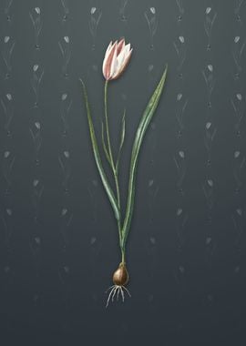 Lady Tulip on Slate Gray