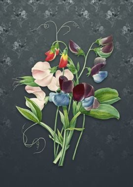 Sweet Pea on Slate Gray