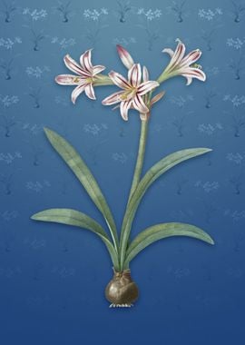 Amaryllis on Bahama Blue