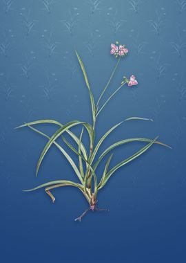 Spiderwort on Bahama Blue