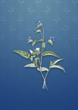 Vintage Blue Spiderwort