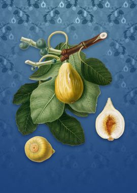 Common Fig on Bahama Blue