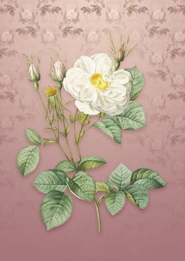 Vintage White Rose of York