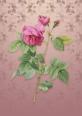 Vintage Pink Bourbon Roses