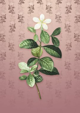 Gardenia on Dusty Pink