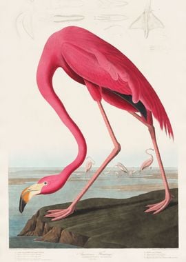 Pink Flamingo John Audubon