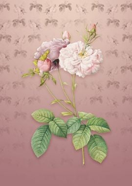 Vintage Damask Rose