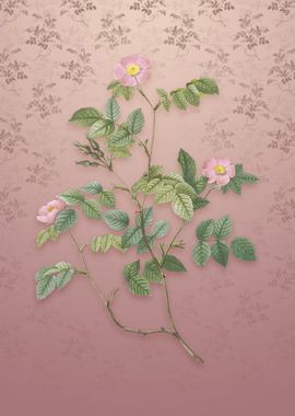 Vintage Sweetbriar Rose