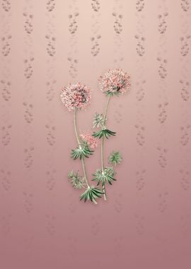 Vintage Crucianella Flower