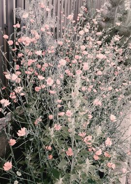 Vintage pink Chicory garde